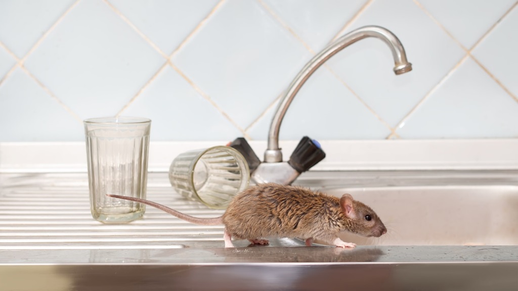 A mouse scurries across the kitchen sink, with two glasses and a tap in the background.