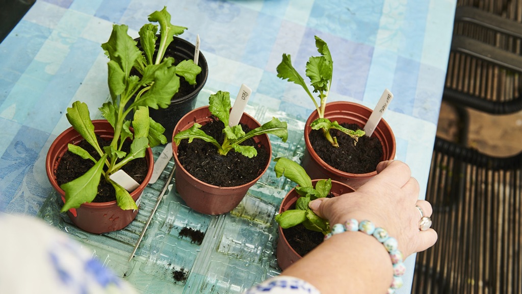 A hand with a ring and bracelet reaches towards five seedling pots on a table.