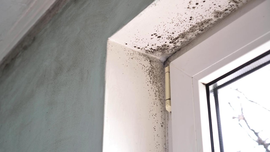 Condensation and Mould example